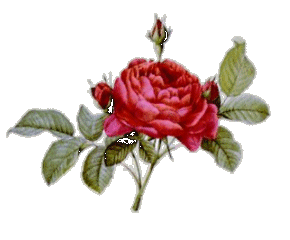 11rose05